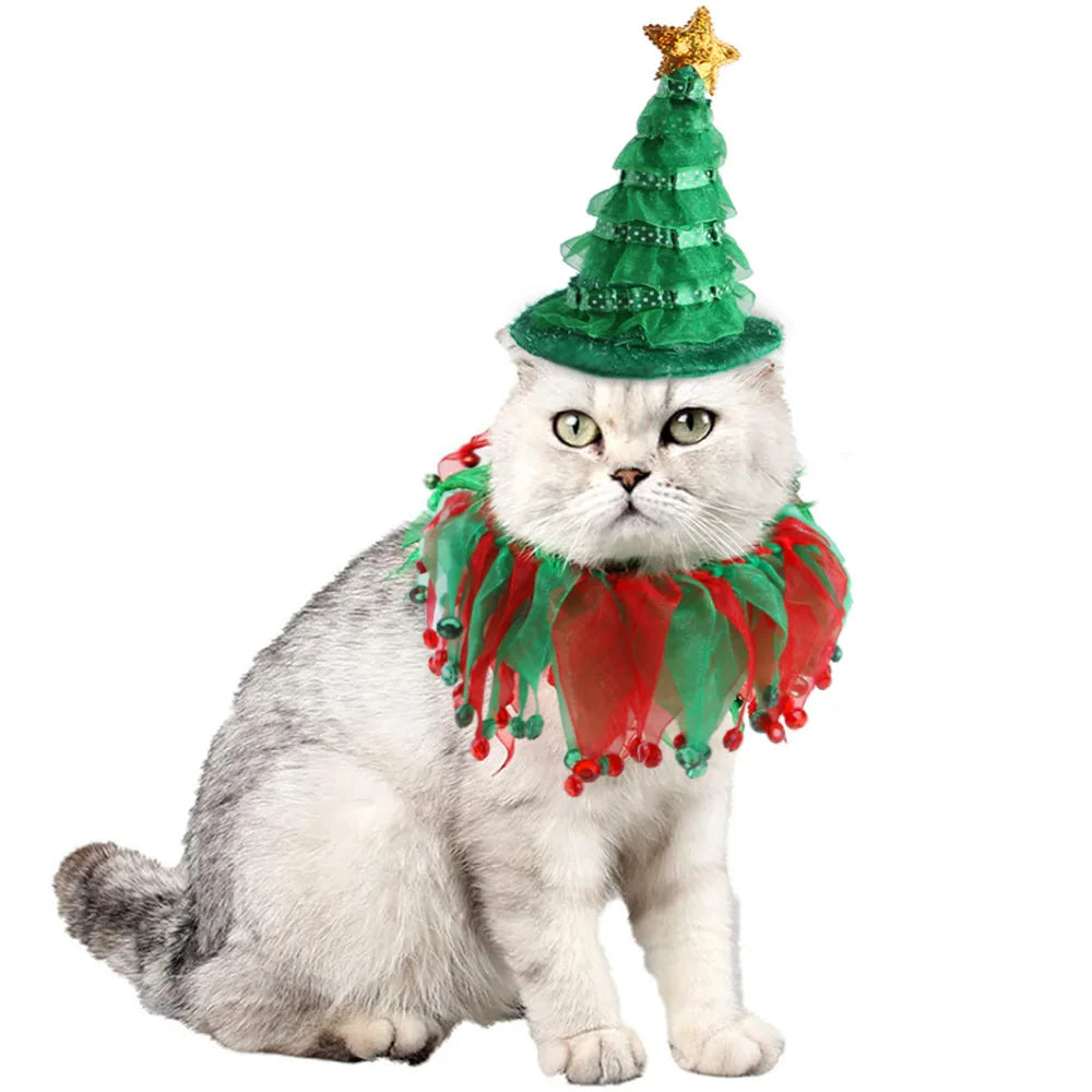 Jester kitty
