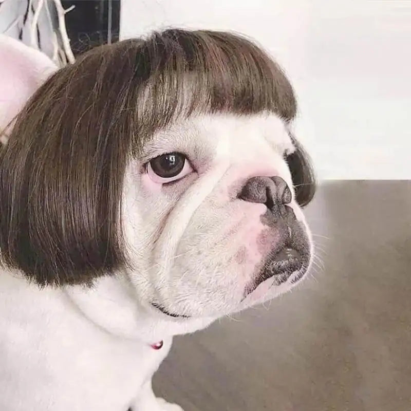 Dog wig