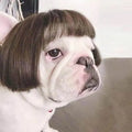 Dog wig