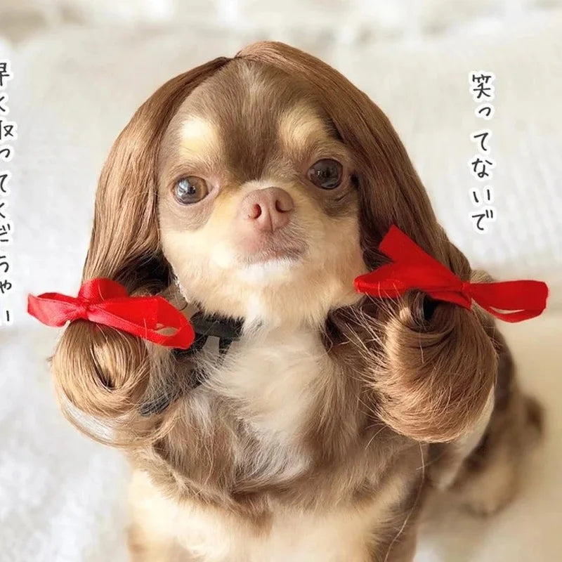 Dog wig